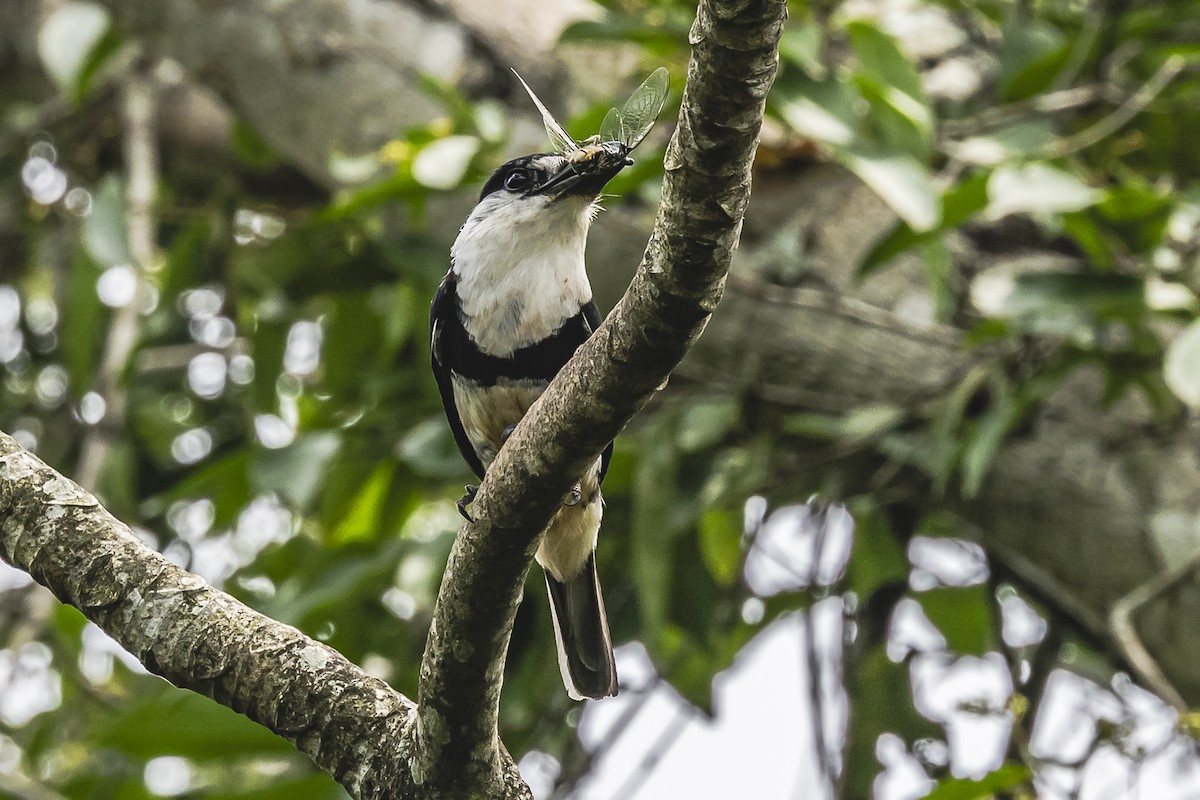 Buff-bellied Puffbird - ML620285148