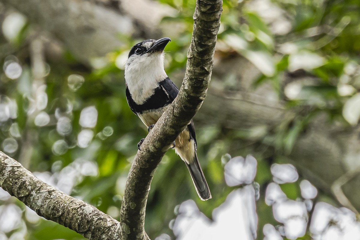 Buff-bellied Puffbird - ML620285150