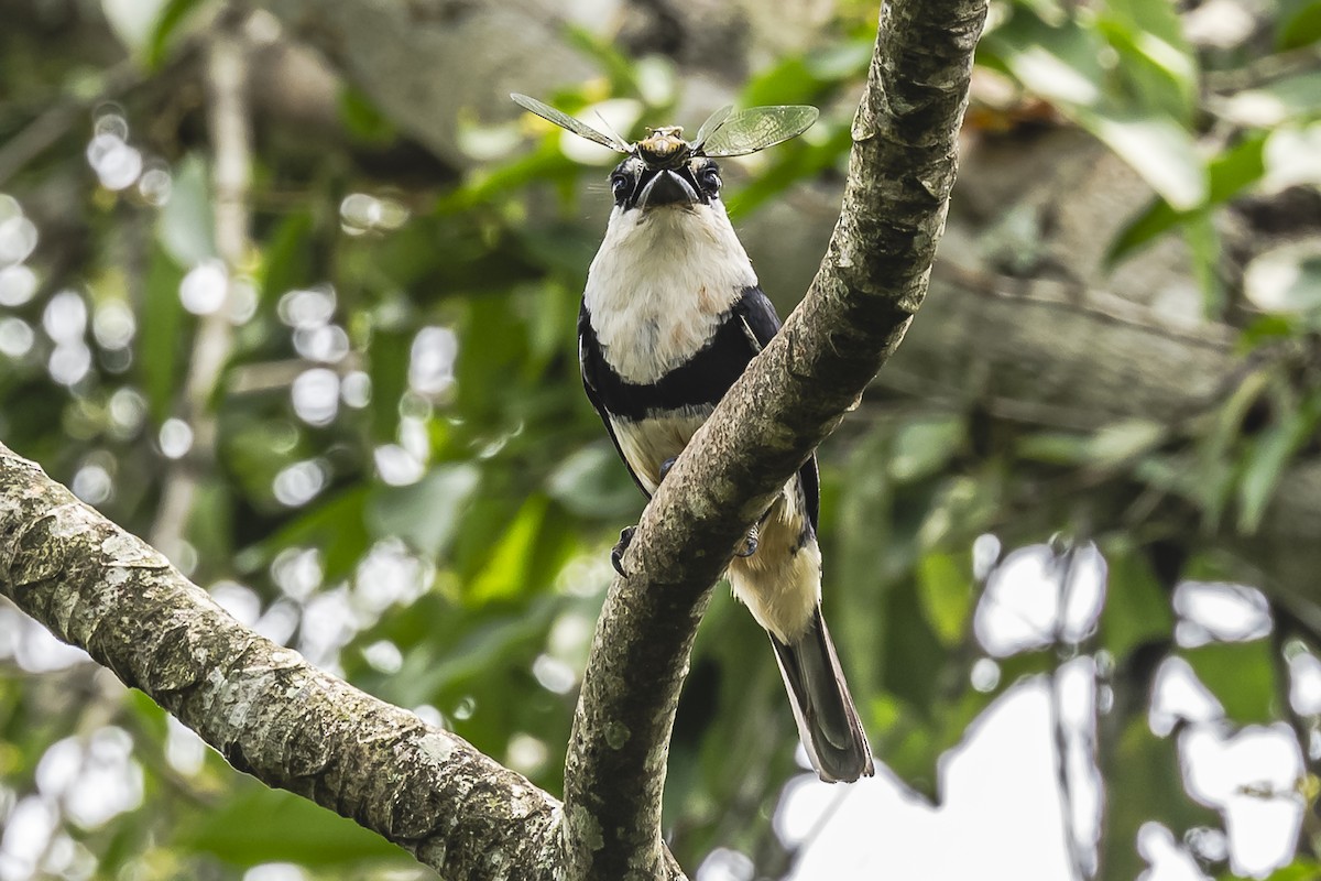 Buff-bellied Puffbird - Amed Hernández