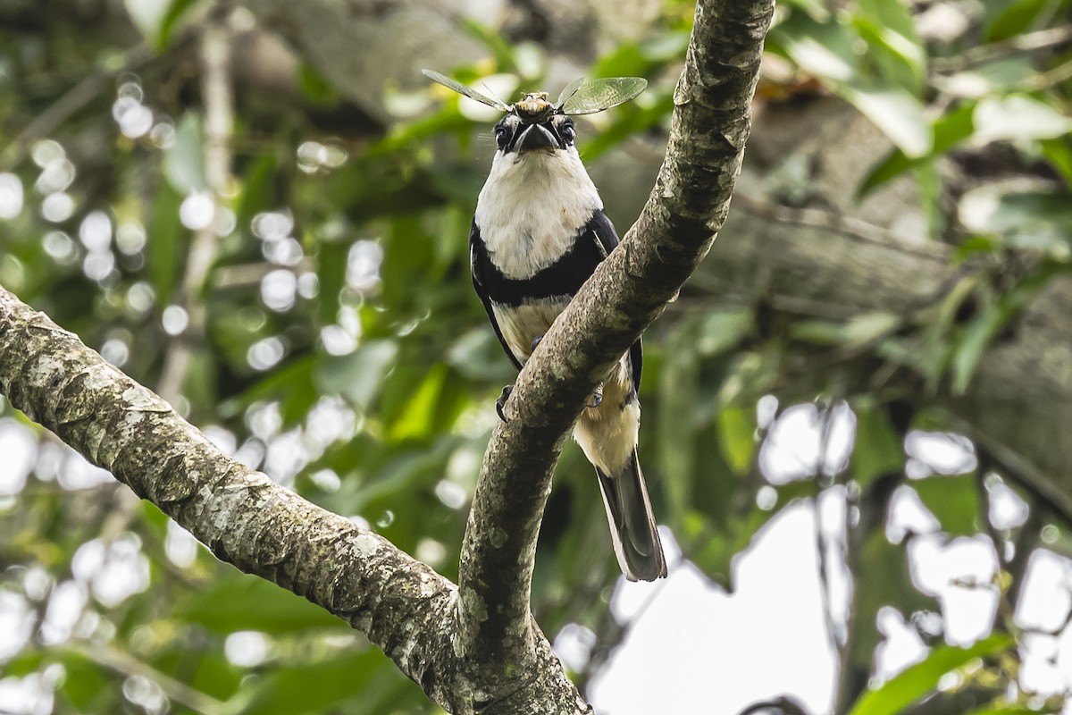 Buff-bellied Puffbird - Amed Hernández