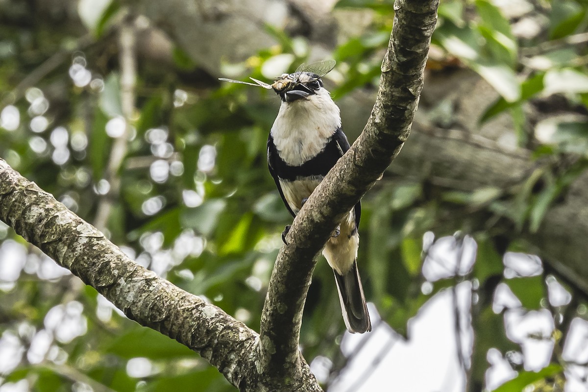 Buff-bellied Puffbird - ML620285154