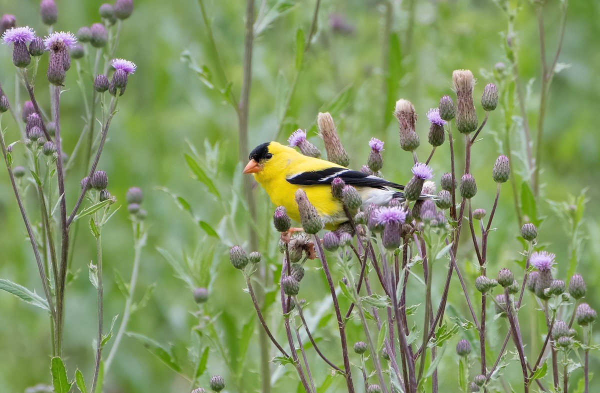 American Goldfinch - ML620285157