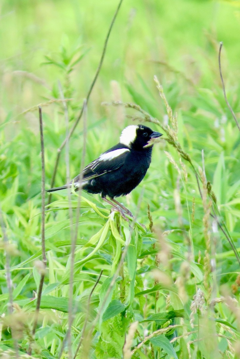 bobolink americký - ML620285158