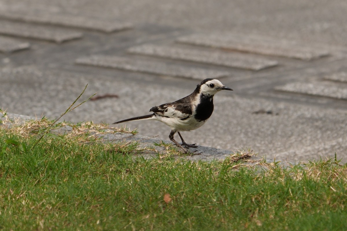 White Wagtail - ML620285162