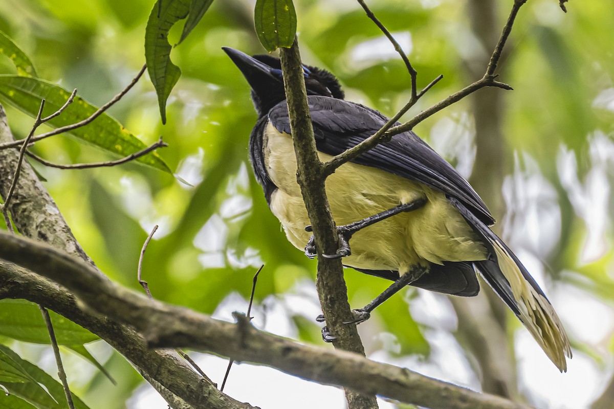 Plush-crested Jay - ML620285163