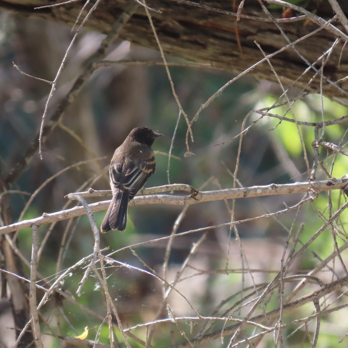 Black Phoebe - ML620285165