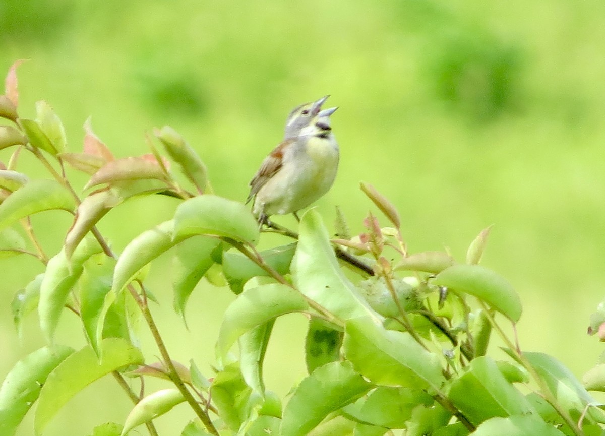 Dickcissel - ML620285166