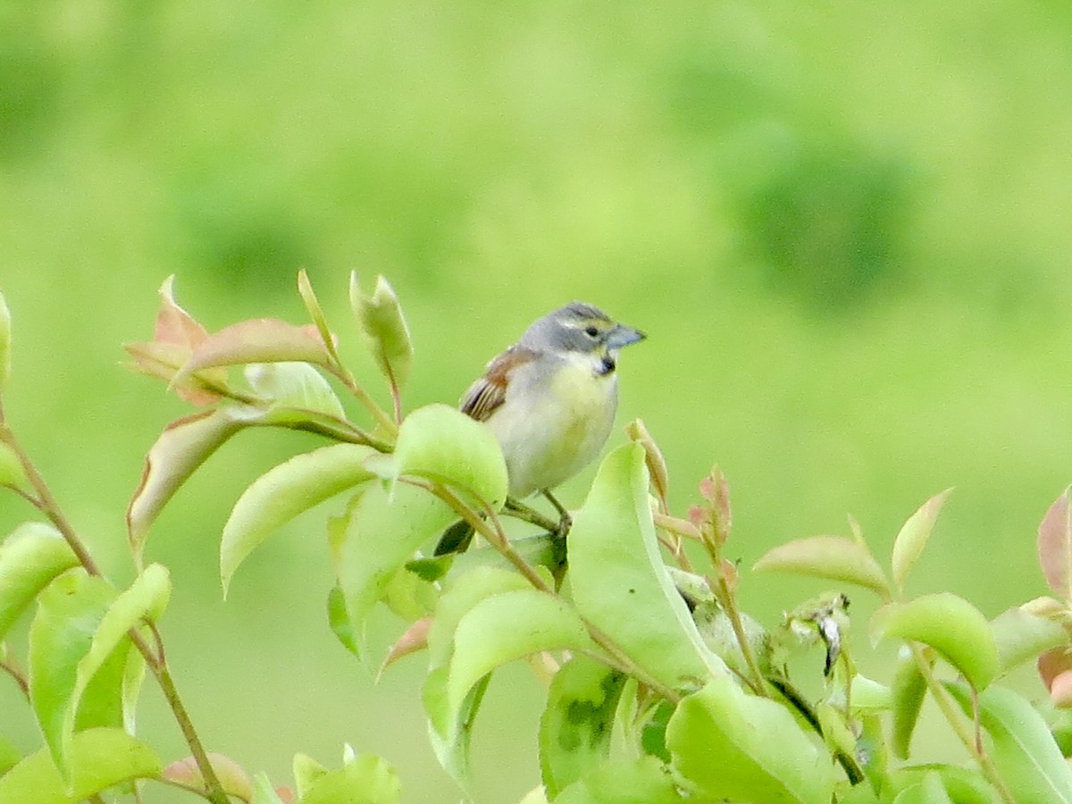 Dickcissel - ML620285167