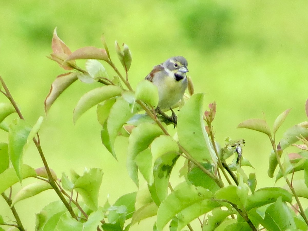 Dickcissel - ML620285168