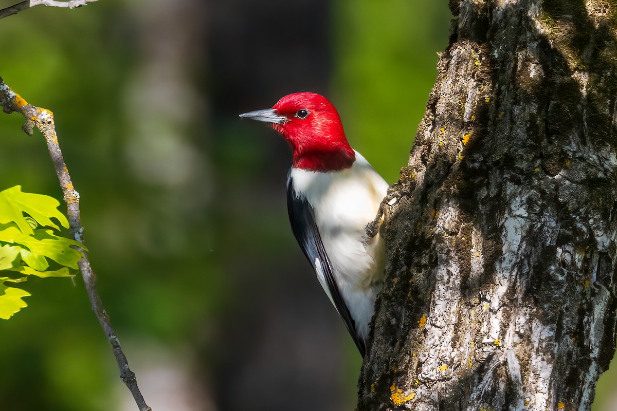 Red-headed Woodpecker - ML620285175