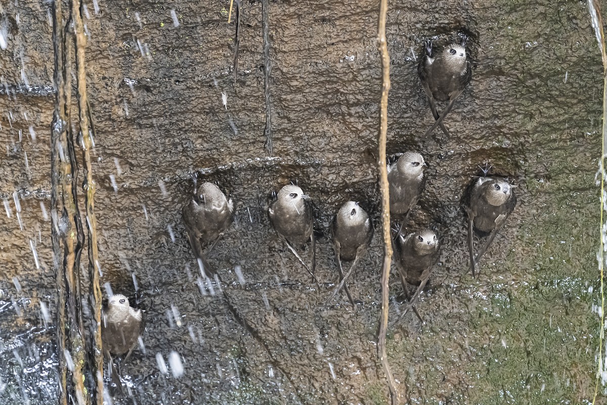 Great Dusky Swift - Amed Hernández