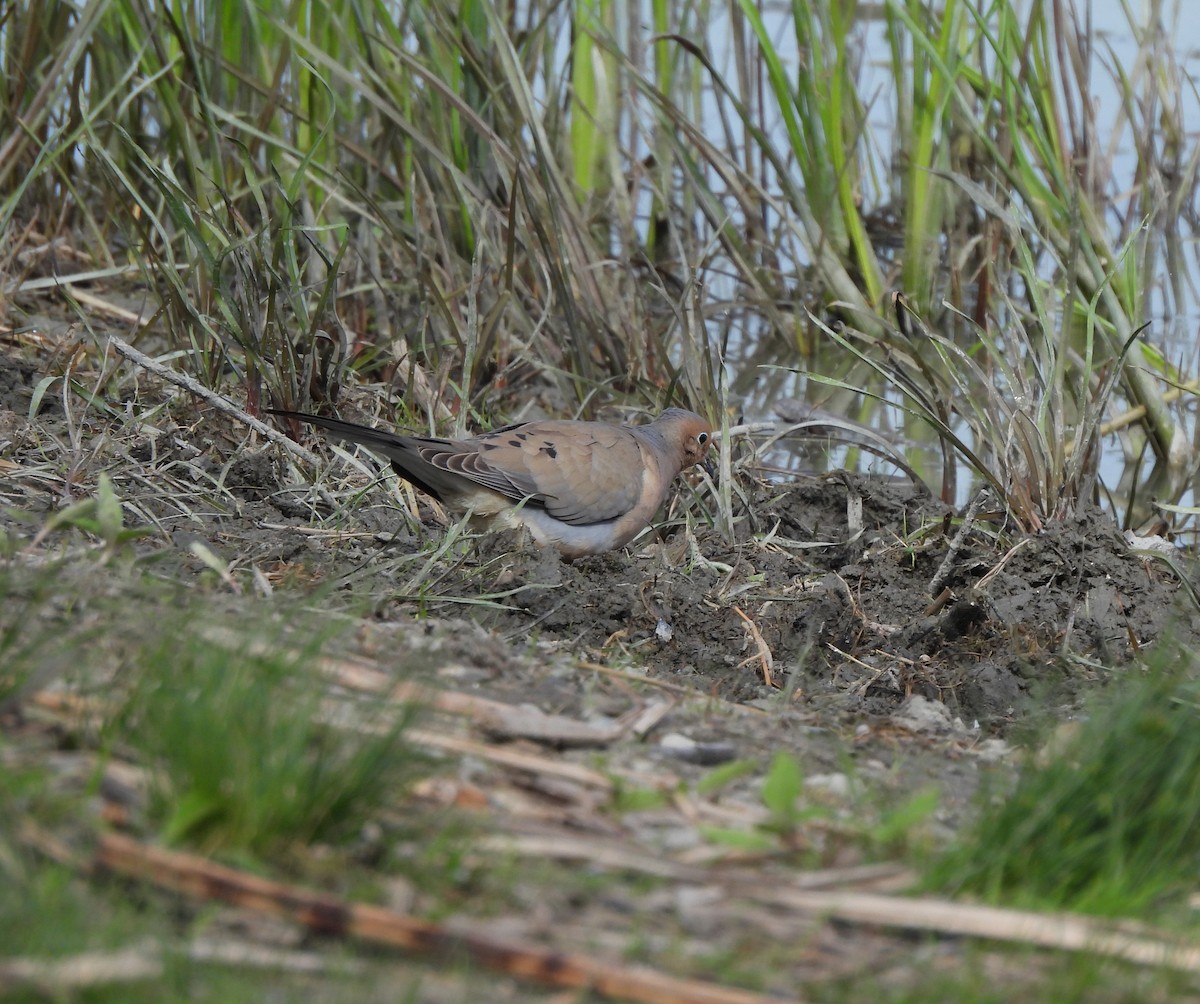 Mourning Dove - ML620285183