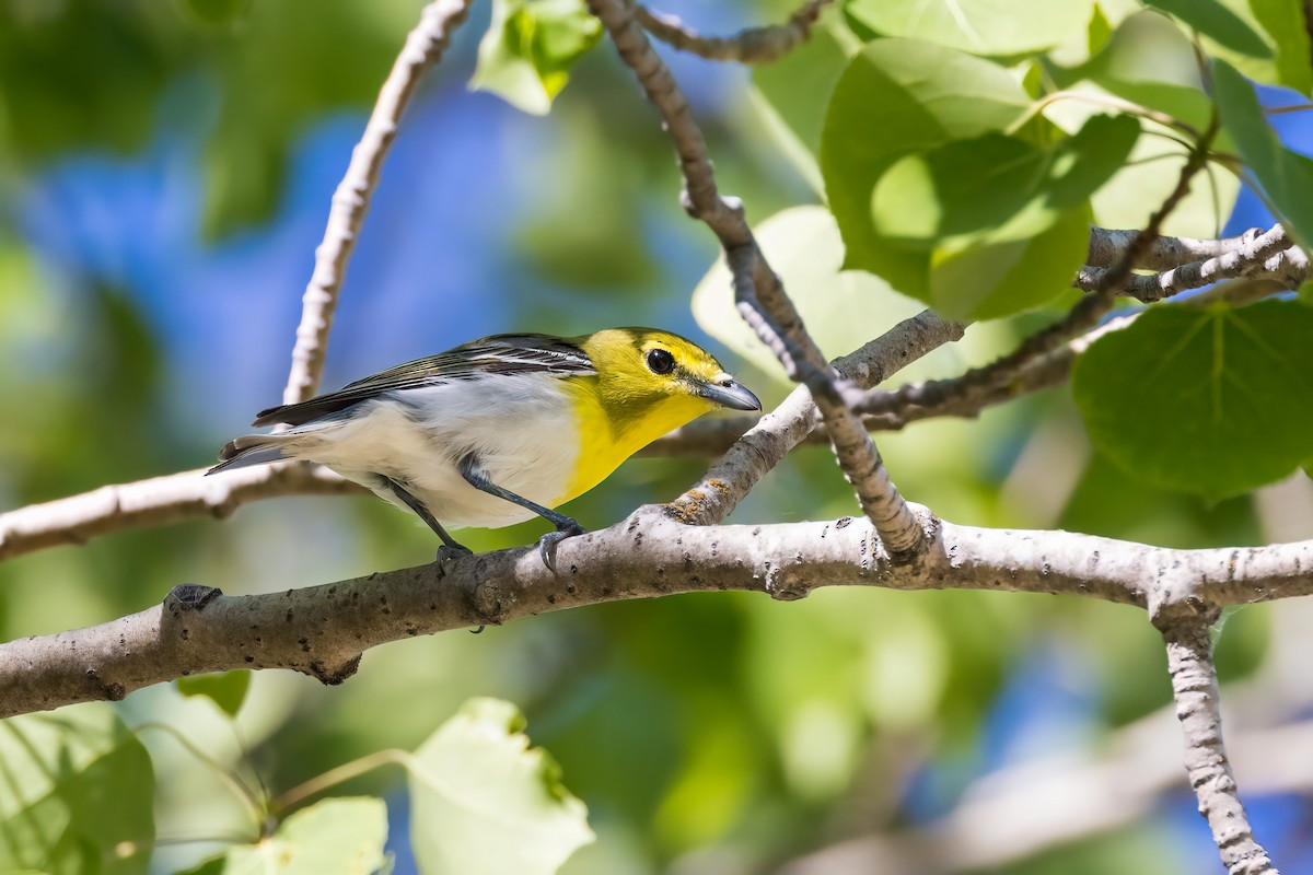 Yellow-throated Vireo - ML620285186