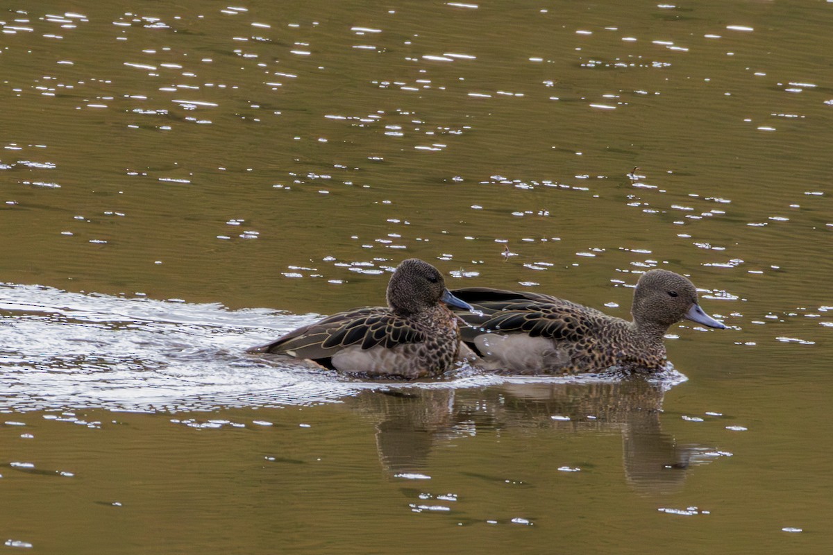 Andean Teal - ML620285187