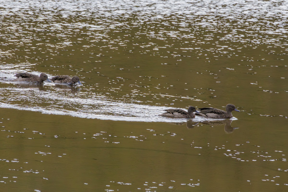 Andean Teal - ML620285189