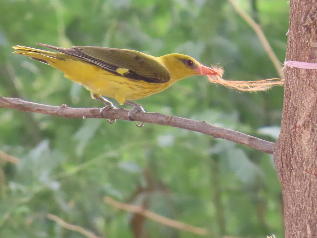 Indian Golden Oriole - ML620285199