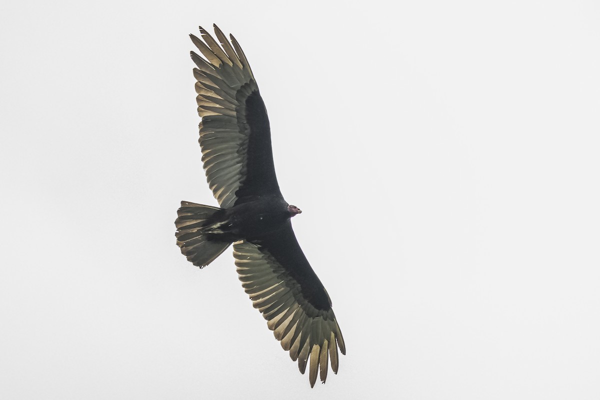 Turkey Vulture - ML620285200