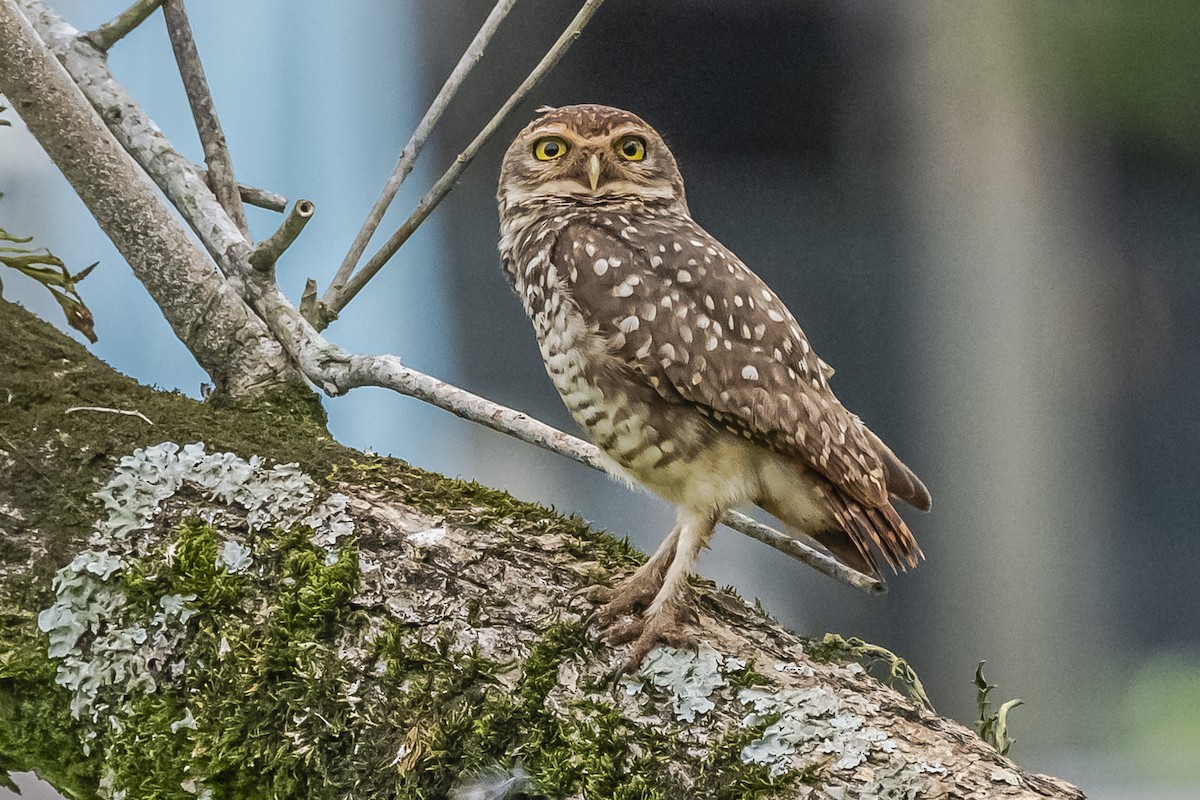 Burrowing Owl - ML620285208