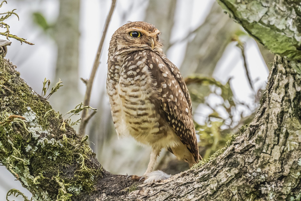 Burrowing Owl - ML620285209