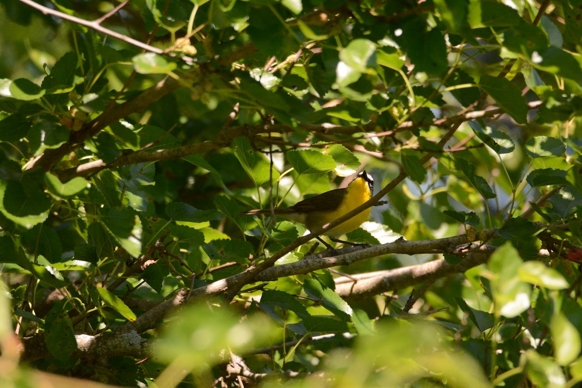 Yellow-breasted Chat - ML620285211
