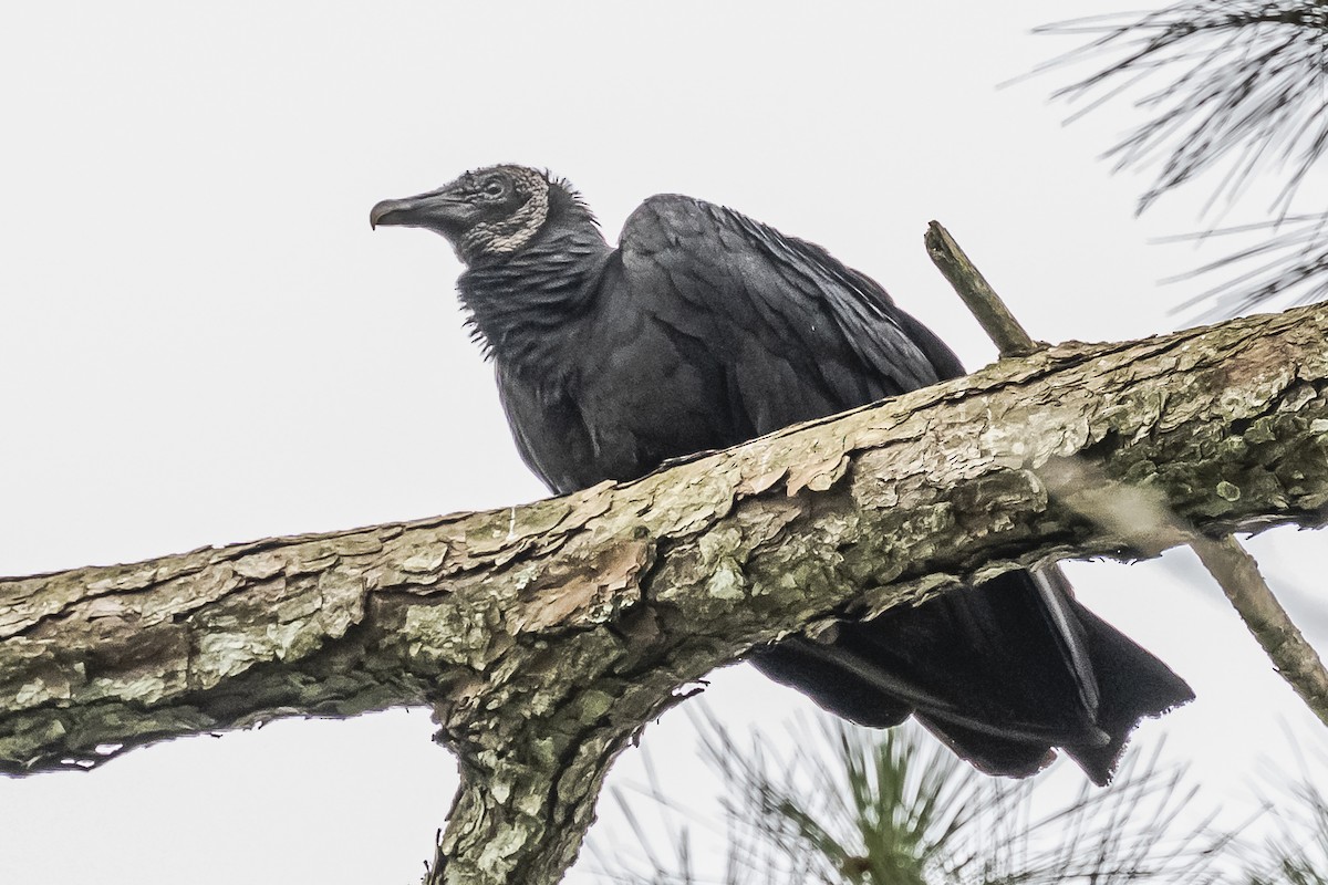 Black Vulture - ML620285213