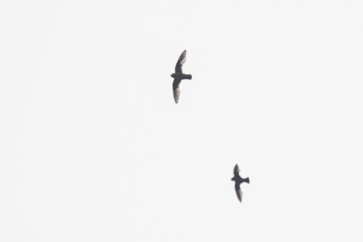 Great Dusky Swift - ML620285218