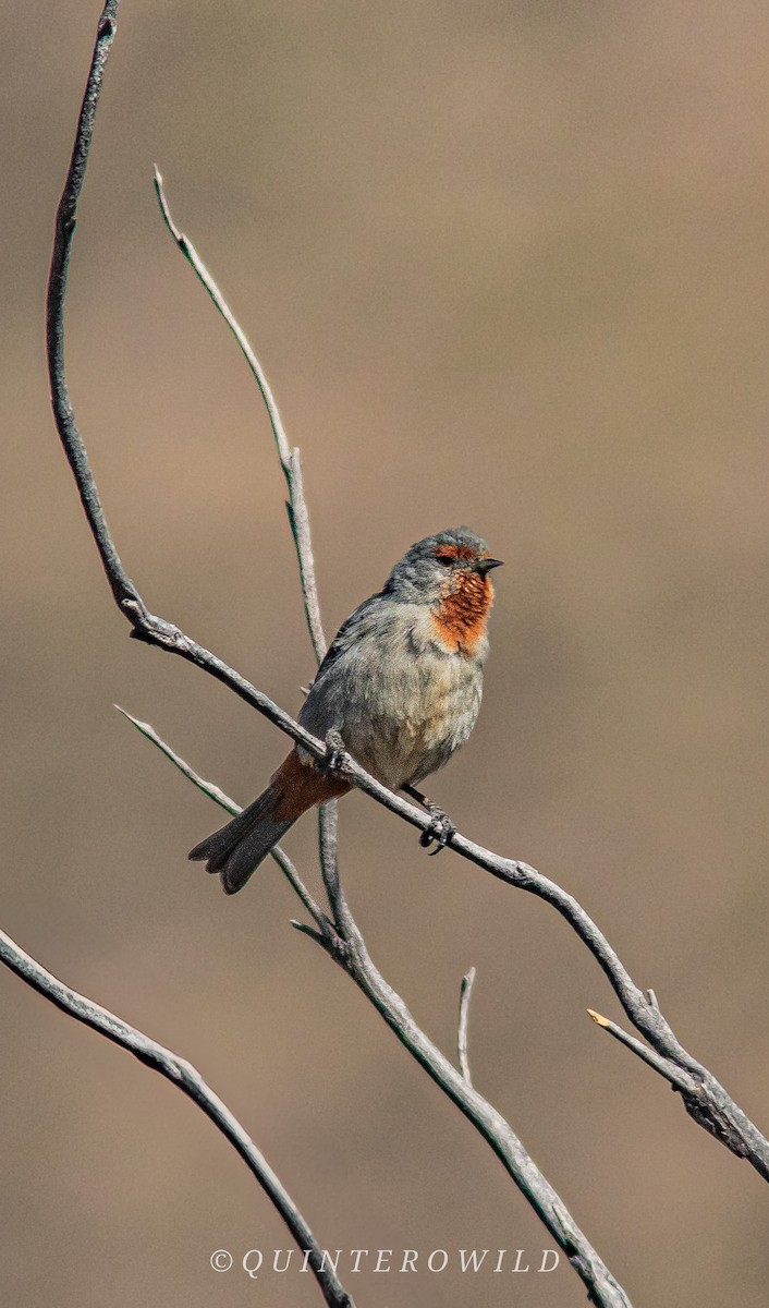 Tamarugo Conebill - ML620285220