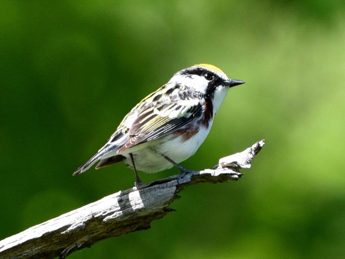 Chestnut-sided Warbler - ML620285222