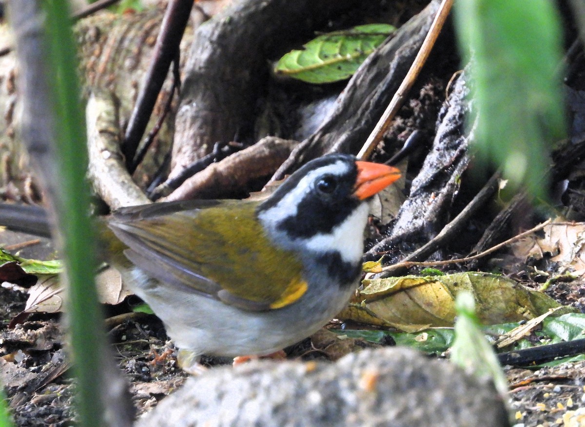 Orange-billed Sparrow - ML620285227