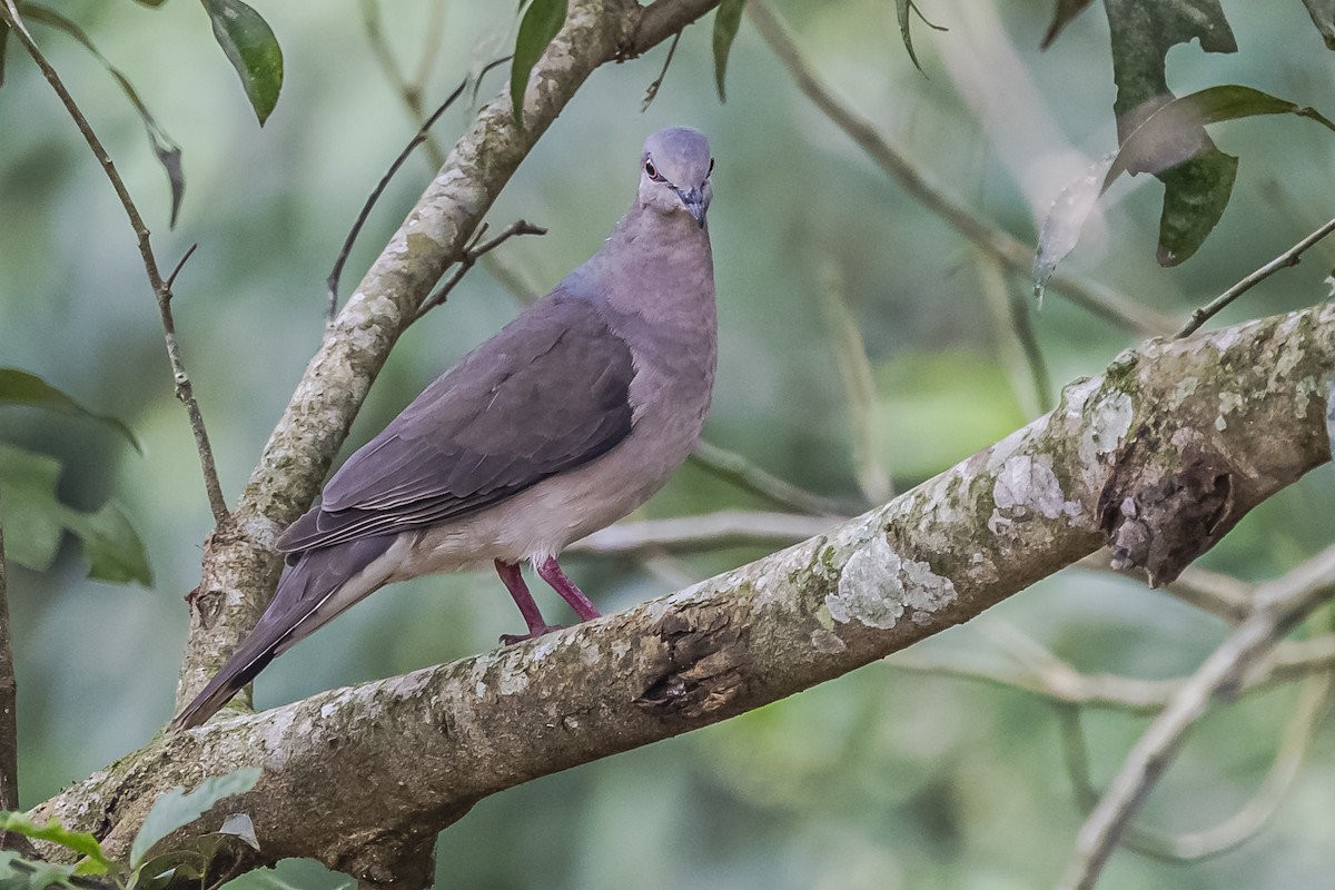 White-tipped Dove - ML620285228