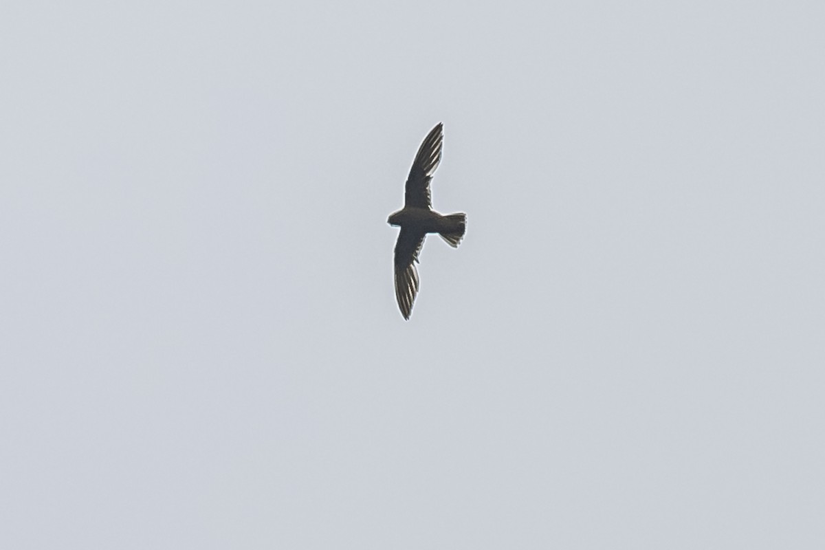 Great Dusky Swift - ML620285231