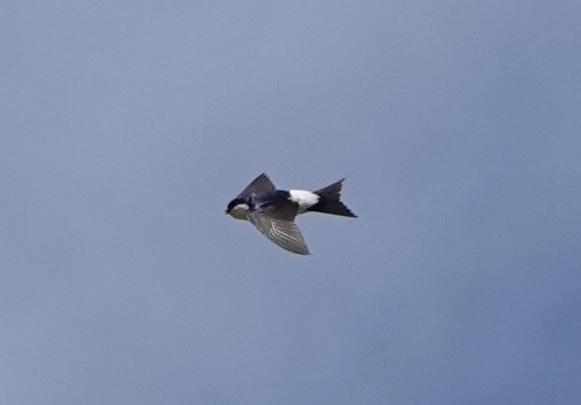 Western House-Martin - ML620285233