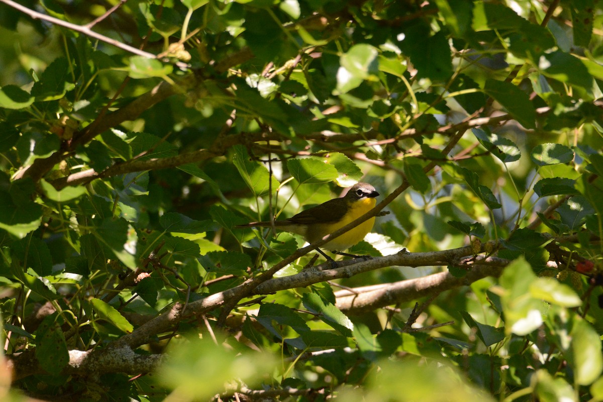 Yellow-breasted Chat - ML620285235