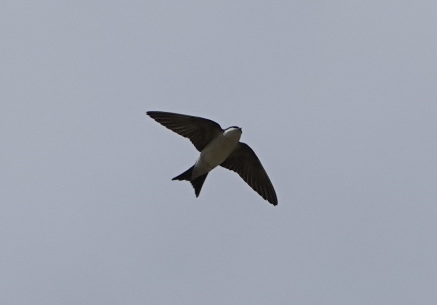 Western House-Martin - ML620285236