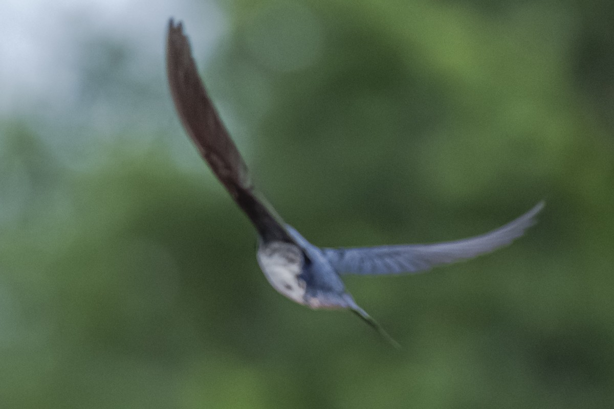 Golondrina Pechigrís - ML620285240