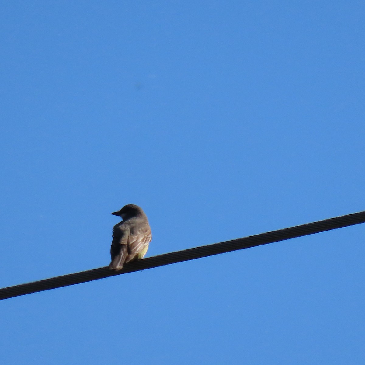 Cassin's Kingbird - Brian Nothhelfer