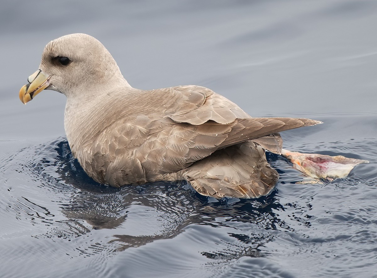 Fulmar Boreal - ML620285243