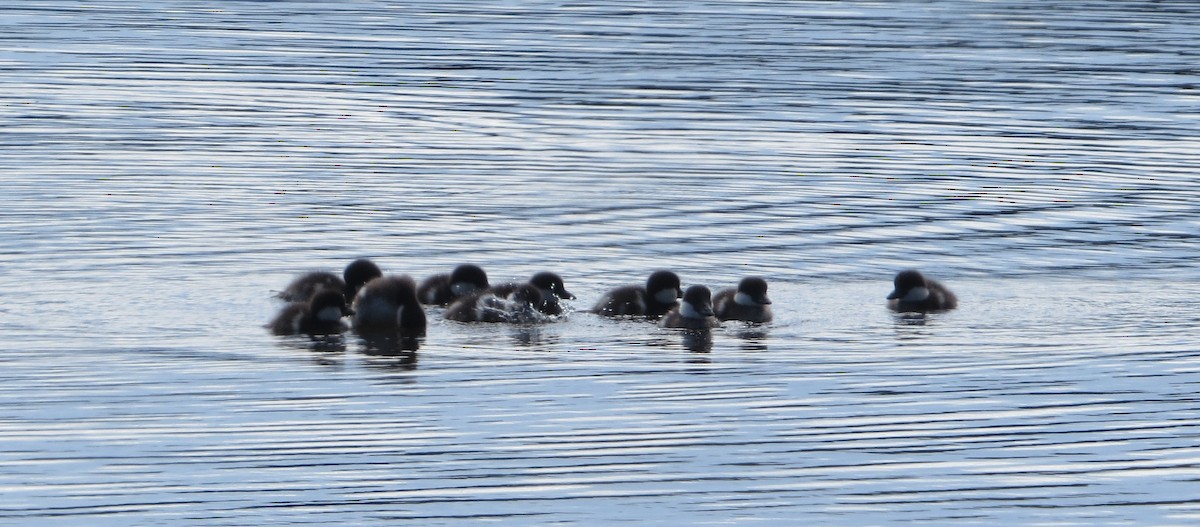 Common Goldeneye - ML620285253