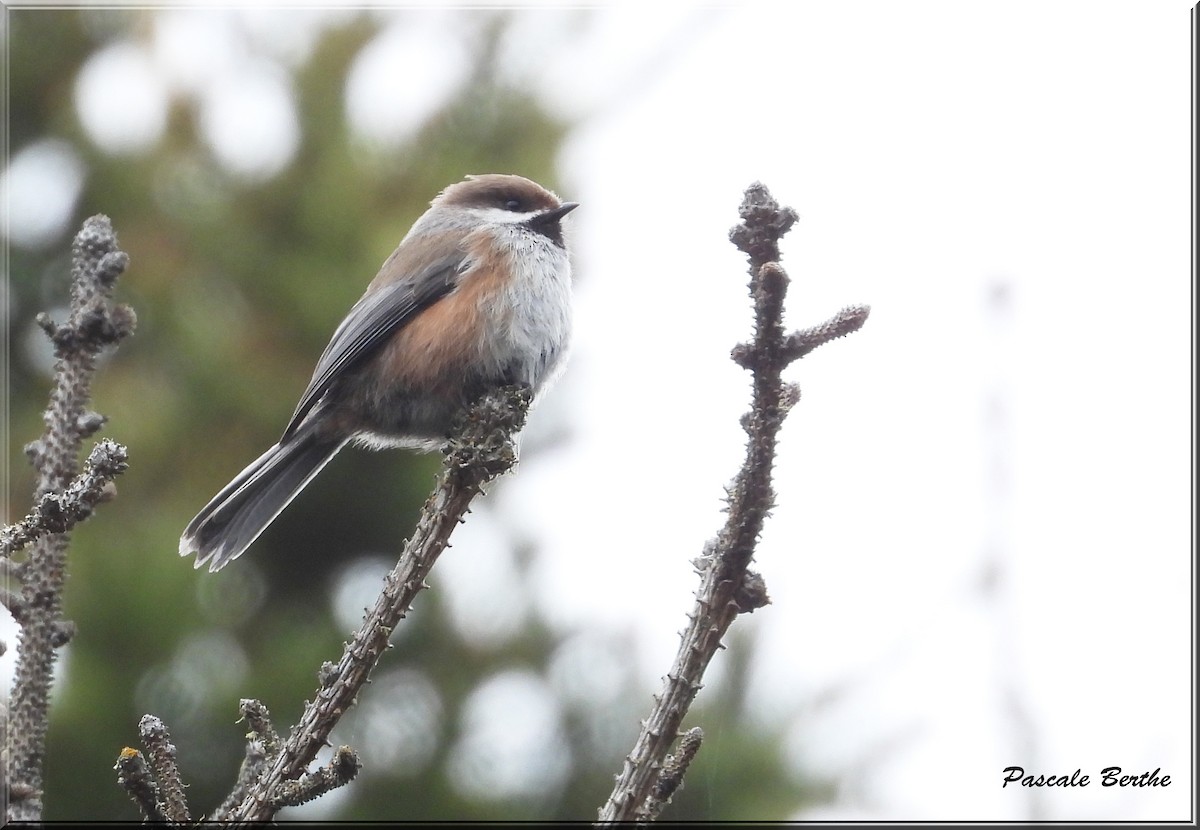 Mésange à tête brune - ML620285259