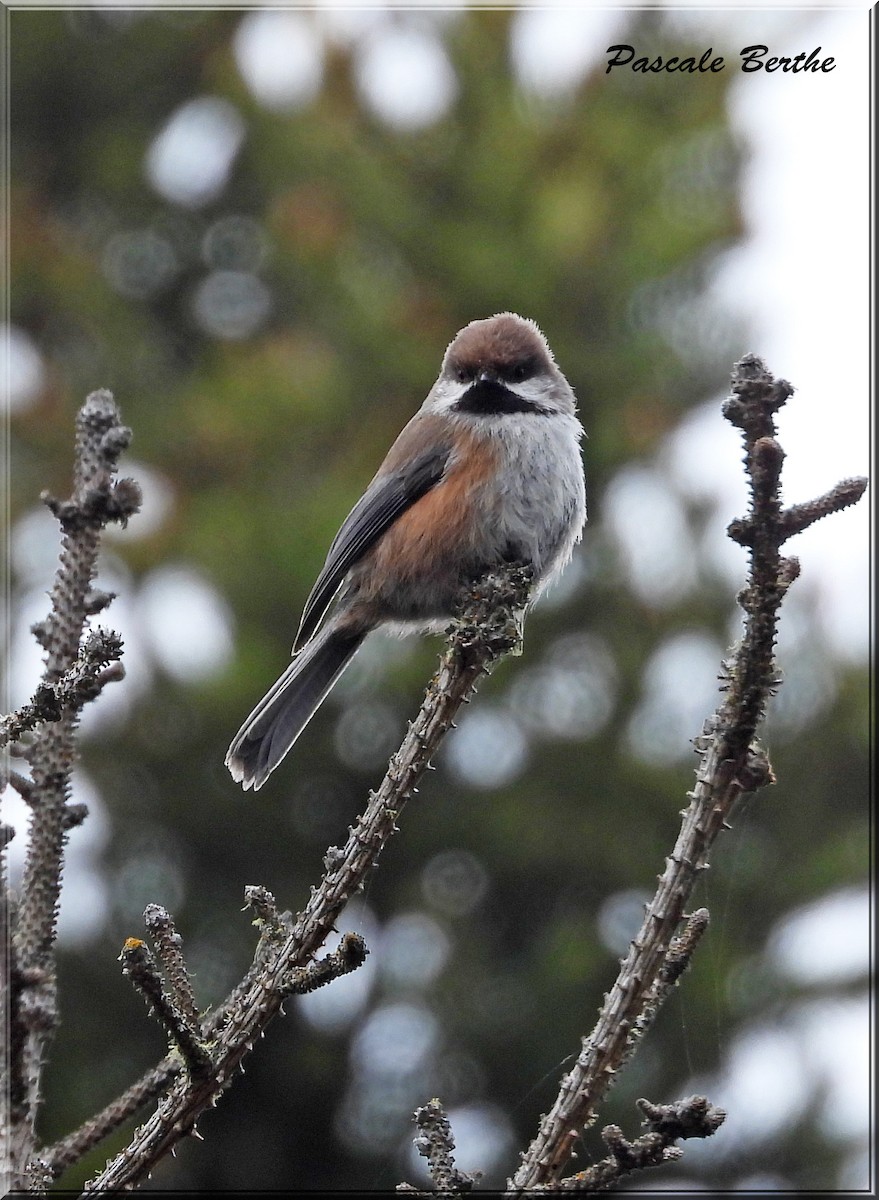 Mésange à tête brune - ML620285261