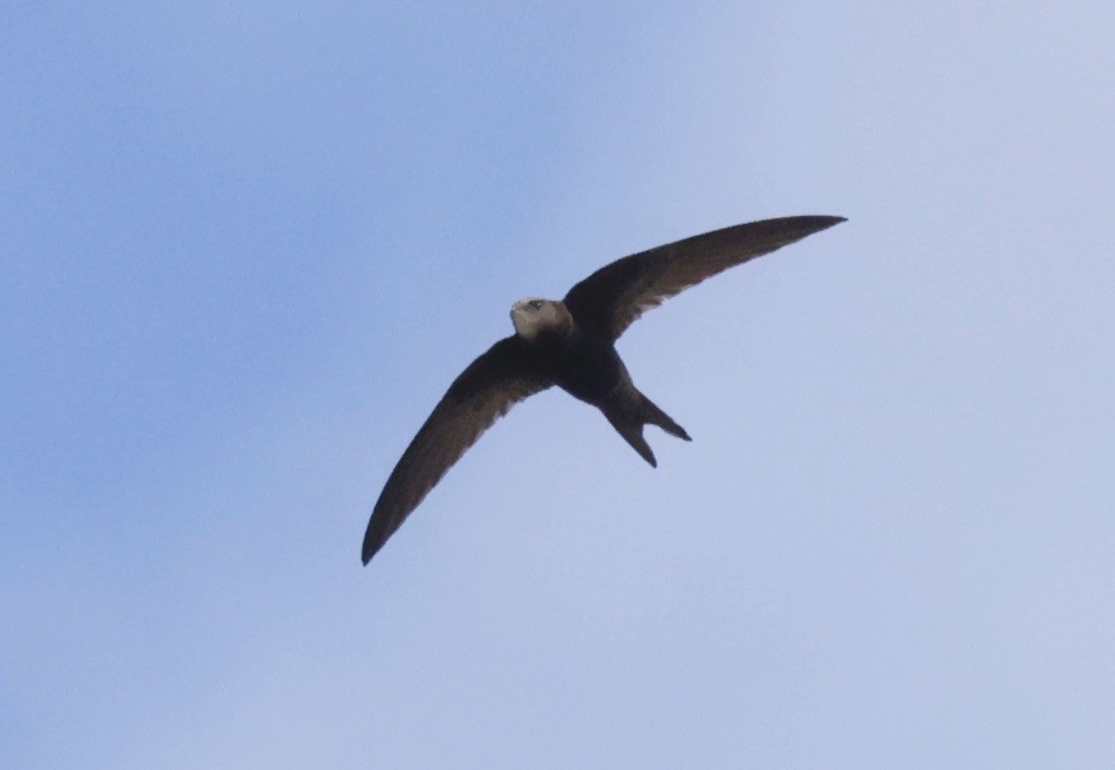 Common Swift - ML620285263