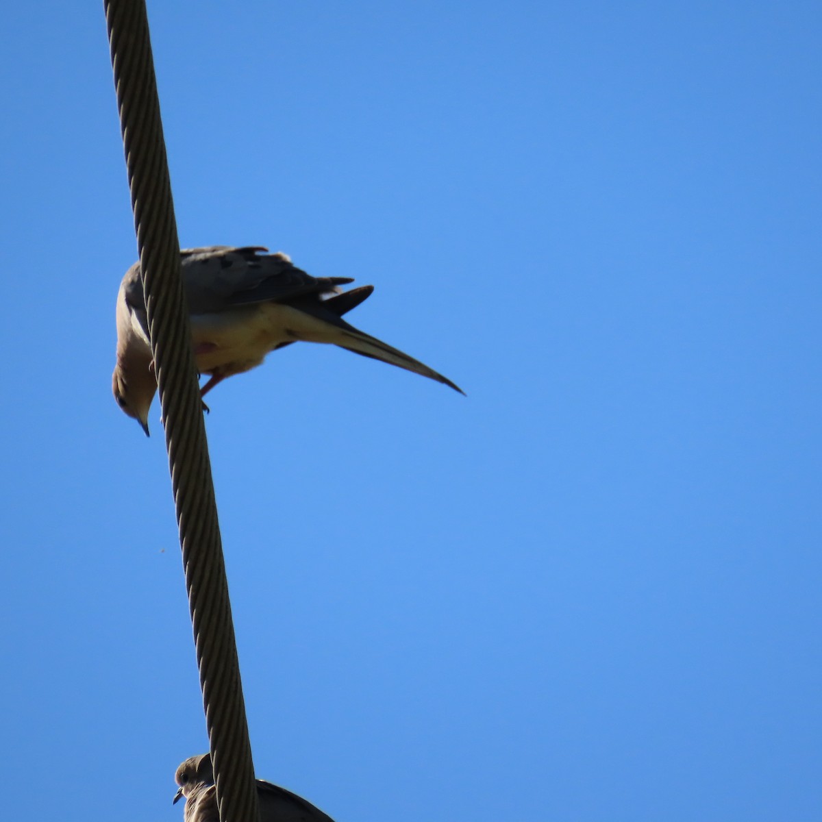 Mourning Dove - ML620285264