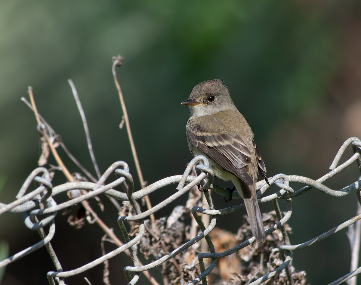 Willow Flycatcher - ML620285270