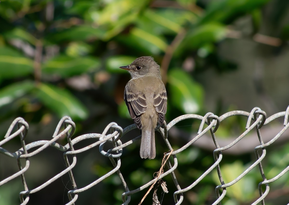 Willow Flycatcher - ML620285271