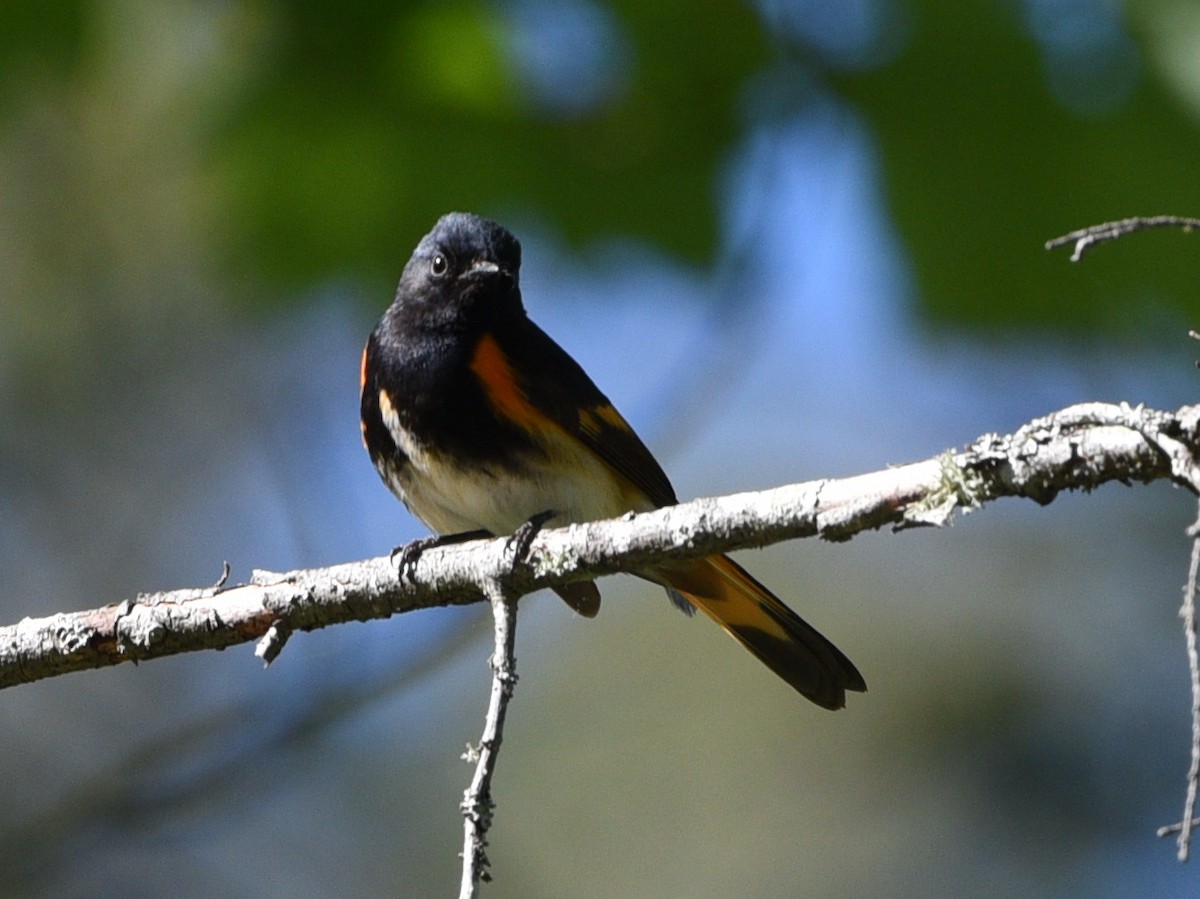 American Redstart - ML620285272