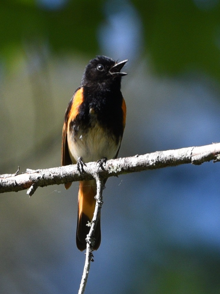 American Redstart - ML620285274