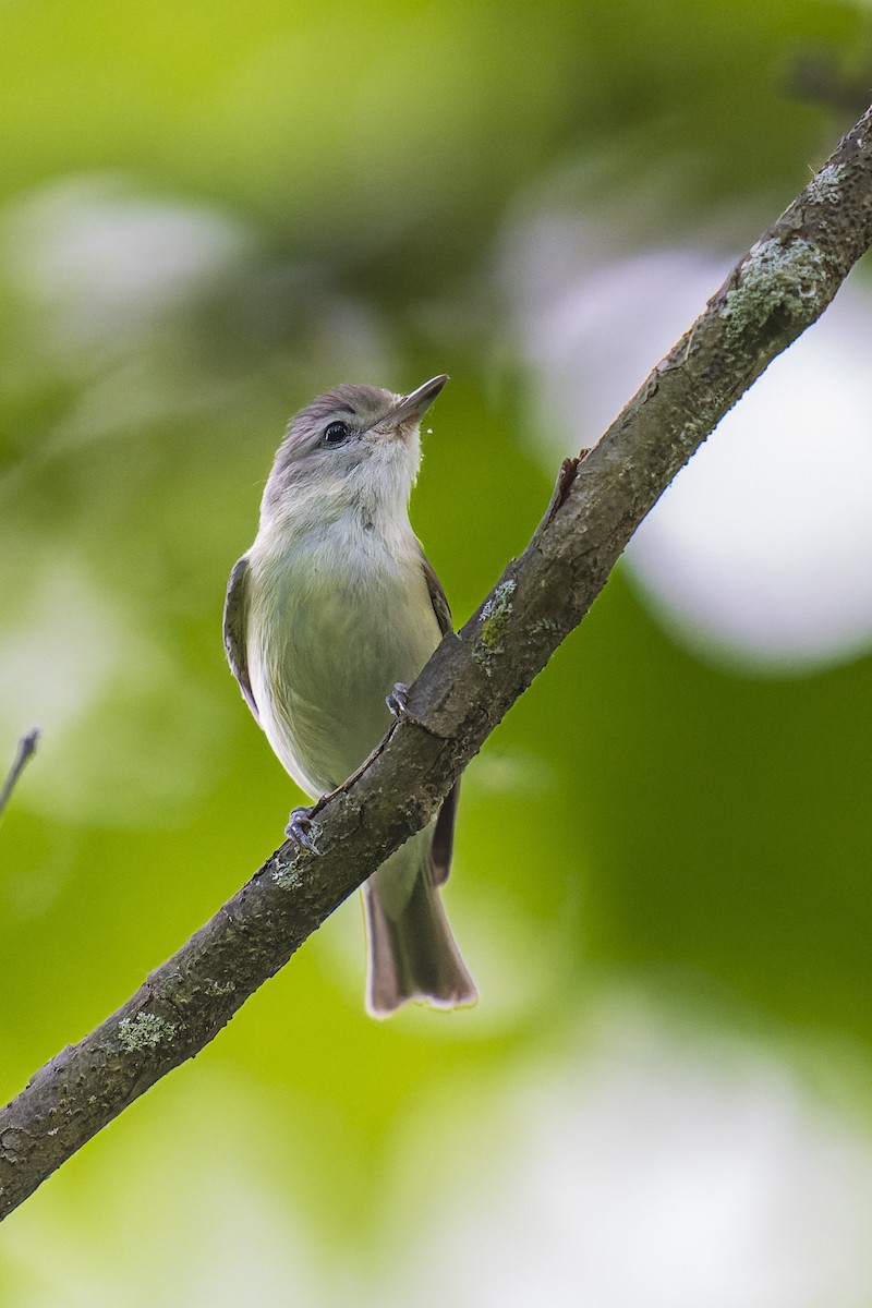 Warbling Vireo - ML620285275