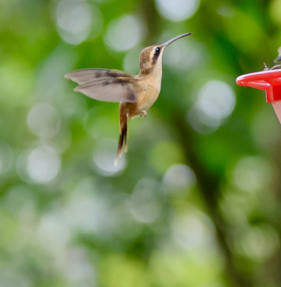 Stripe-throated Hermit - ML620285277