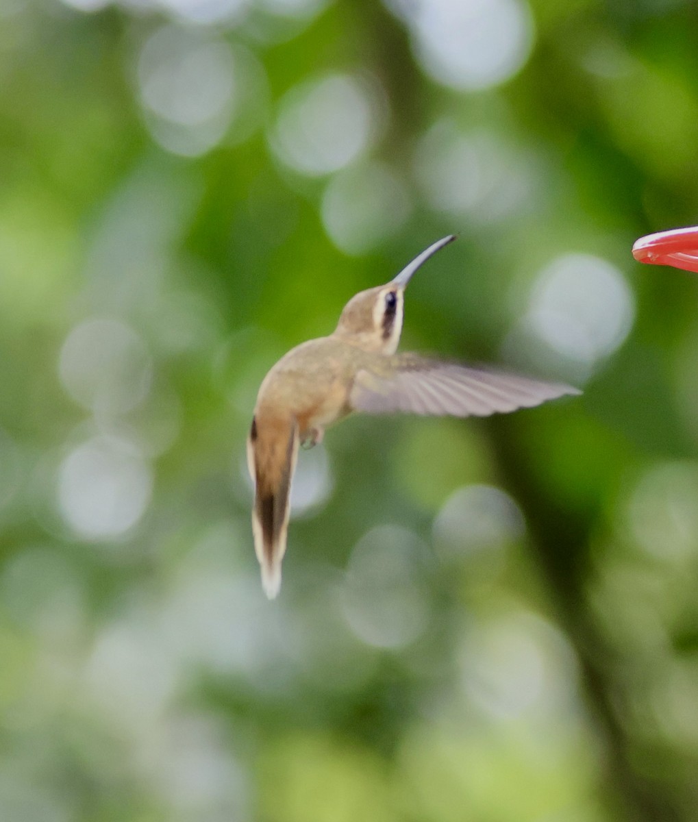 Streifenkehl-Schattenkolibri - ML620285278