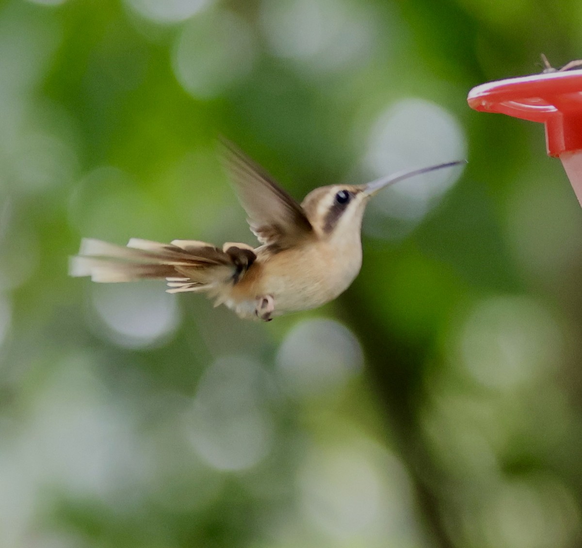 Stripe-throated Hermit - ML620285279